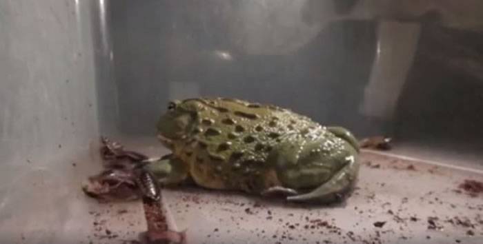 非洲牛蛙“爆吃蟑螂海”画面曝光