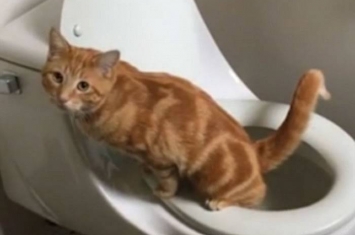 美国加州雌性猫咪懂得跳上马桶如厕 完事后更用爪擦擦厕板