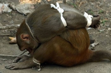 印度孟买猕猴四处捣乱被活捉 五花大绑游街示众