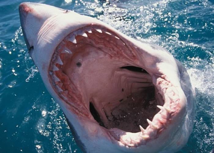 全球去年发生近百宗鲨鱼袭击 创历史新高