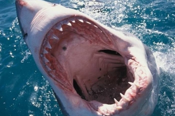 全球去年发生近百宗鲨鱼袭击 创历史新高
