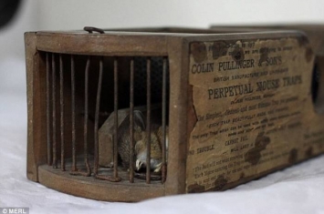 英国博物馆展出的155年历史老鼠夹被发现居然捕捉到一只老鼠