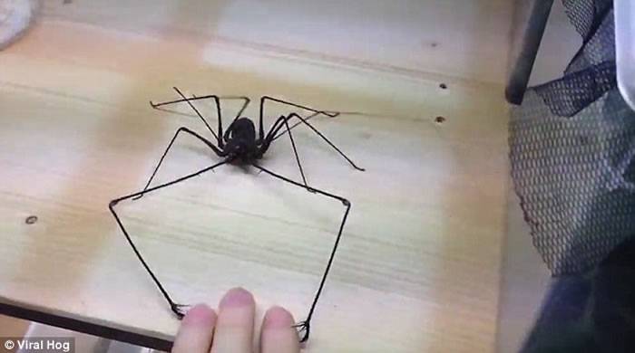 德国昆虫专家Adrian Kozakiewicz以养蜘蛛为乐