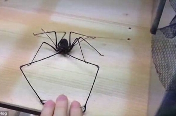 德国昆虫专家Adrian Kozakiewicz以养蜘蛛为乐