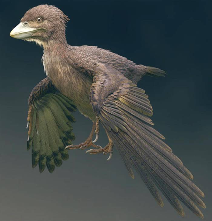 日本福井县发现距今约1.2亿年的鸟类化石“Fukuipteryx prima”