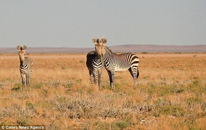 以色列学生在纳米比亚旅行时抓拍到一对斑马只有一个脑袋