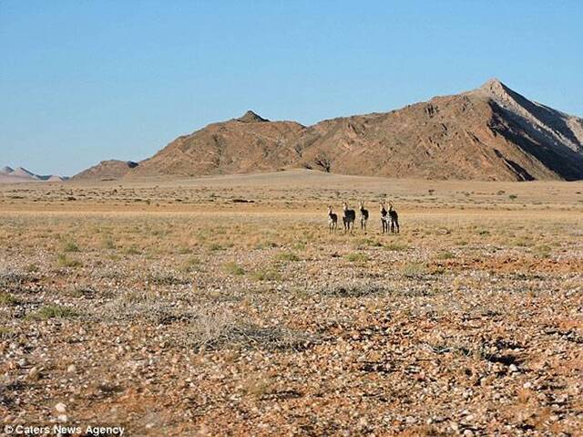 以色列学生在纳米比亚旅行时抓拍到一对斑马只有一个脑袋