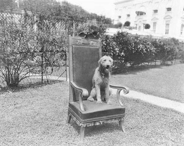 美国历届总统爱养汪星人 罗斯福曾派驱逐舰也要把爱犬找回来
