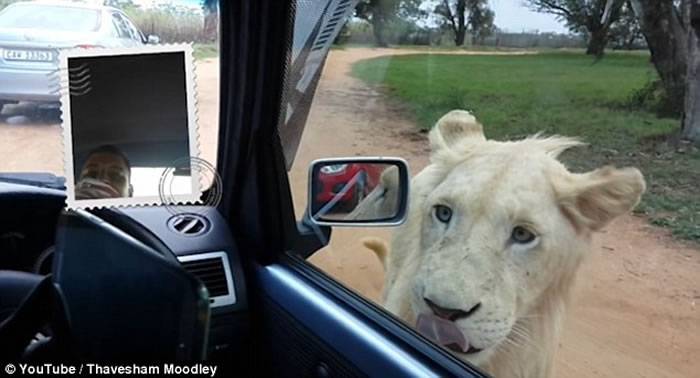 南非约翰内斯堡狮子园狮子啃咬汽车汽车后视镜