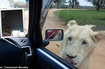 南非约翰内斯堡狮子园狮子啃咬汽车汽车后视镜