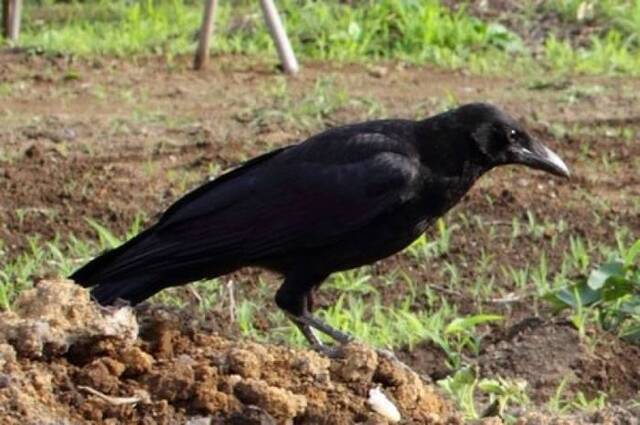 日本乌鸦被制成野味罐头及料理减农害