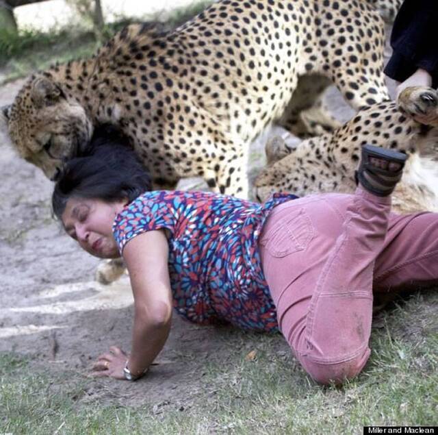 南非温顺猎豹忽然发威撕咬英国游客