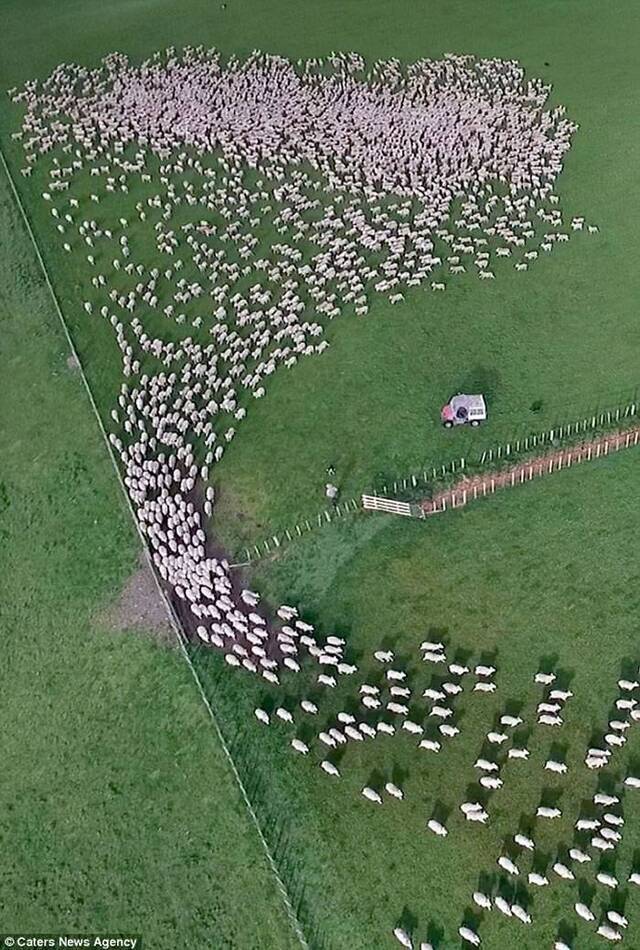 新西兰无人机从高空拍摄数以千计绵羊放牧的震撼一幕