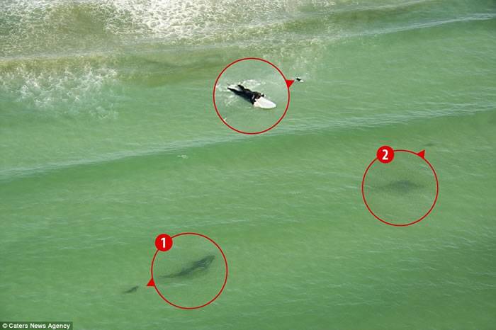 南非女子海上冲浪 没留意到后面跟着5条鲨鱼