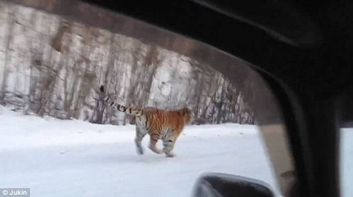俄罗斯男子驾车穿越乡间公路惹恼野生老虎被追逐