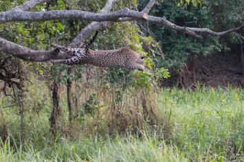 巴西的潘特纳尔湿地美洲豹埋伏树上1小时跳河猎杀凯门鳄