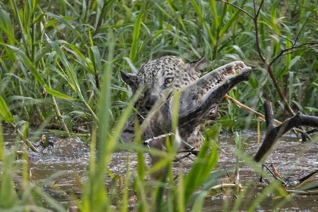 巴西的潘特纳尔湿地美洲豹埋伏树上1小时跳河猎杀凯门鳄
