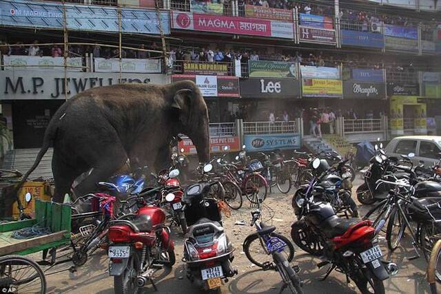 印度西孟加拉邦上演“进击的大象”闯城镇