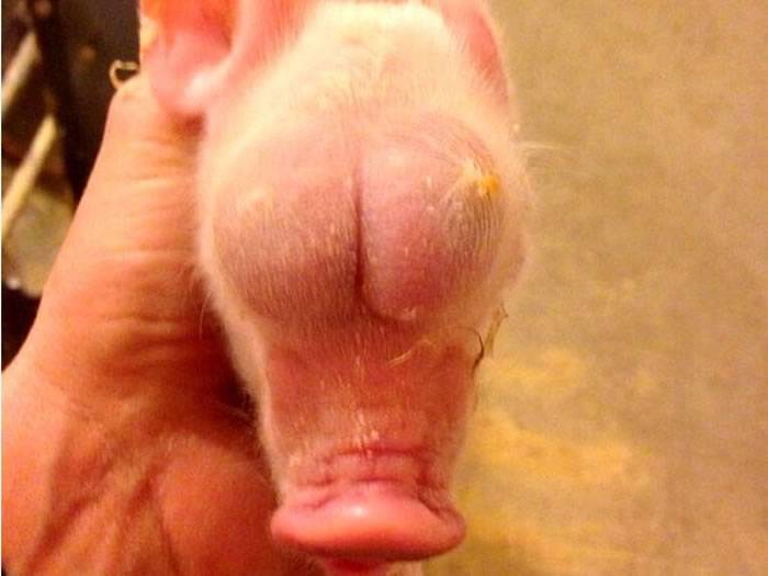 世界上最不幸的小猪！睾丸长在头上没眼睛 出生4天就死亡