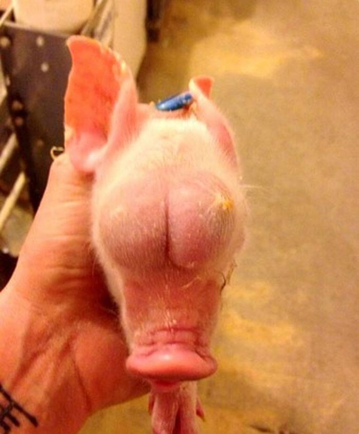 世界上最不幸的小猪！睾丸长在头上没眼睛 出生4天就死亡