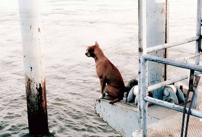 泰国小狗乘船落水 游到码头等主人一个多月