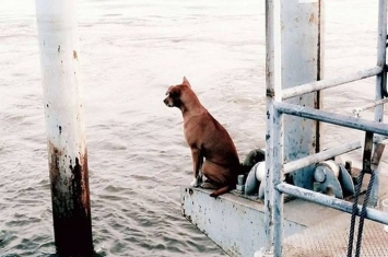泰国小狗乘船落水 游到码头等主人一个多月