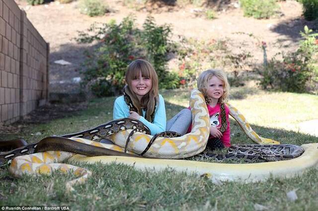美国狂人爸爸Eric LeBlanc酷爱大蟒蛇 孩子被咬仍要养