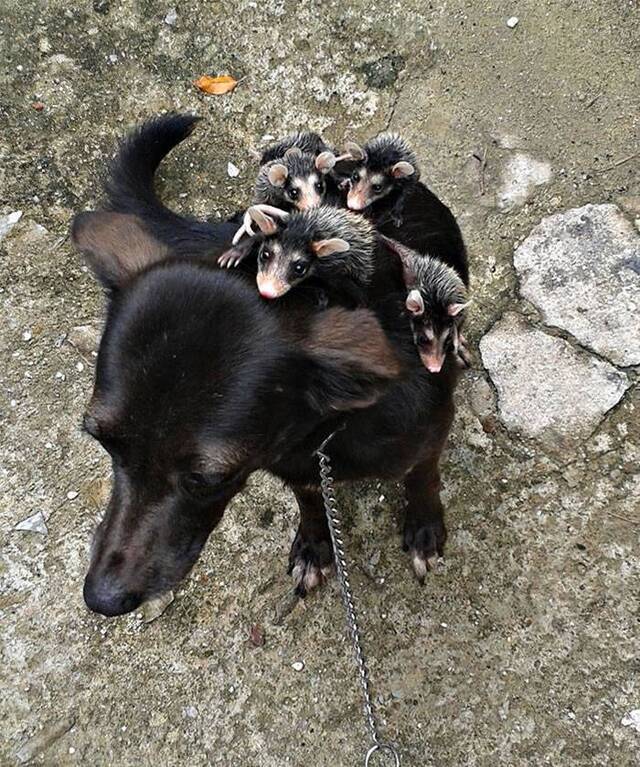 巴西狗妈妈负起照顾小负鼠责任 常会背着这群“孩子”散步