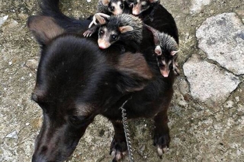 巴西狗妈妈负起照顾小负鼠责任 常会背着这群“孩子”散步