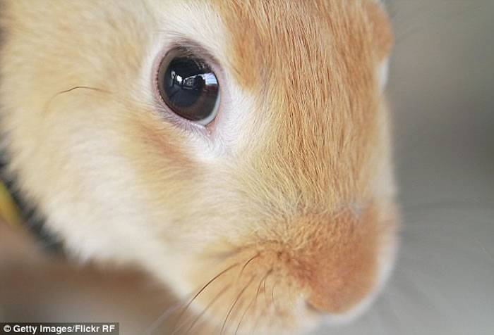 美国心理学家设计“鸭兔图” 发现第二只动物的时间可反映大脑“思考速度”
