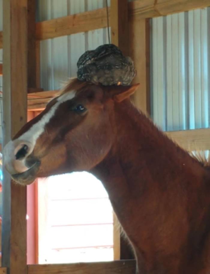 鸡把马的头顶当巢不想离开