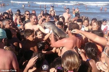 阿根廷游客在海滩抱着一条拉普拉塔海豚疯狂拍照 最终导致小海豚脱水而死
