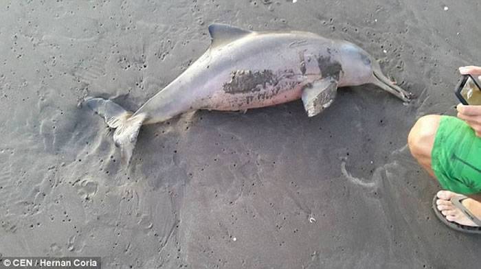 阿根廷游客在海滩抱着一条拉普拉塔海豚疯狂拍照 最终导致小海豚脱水而死