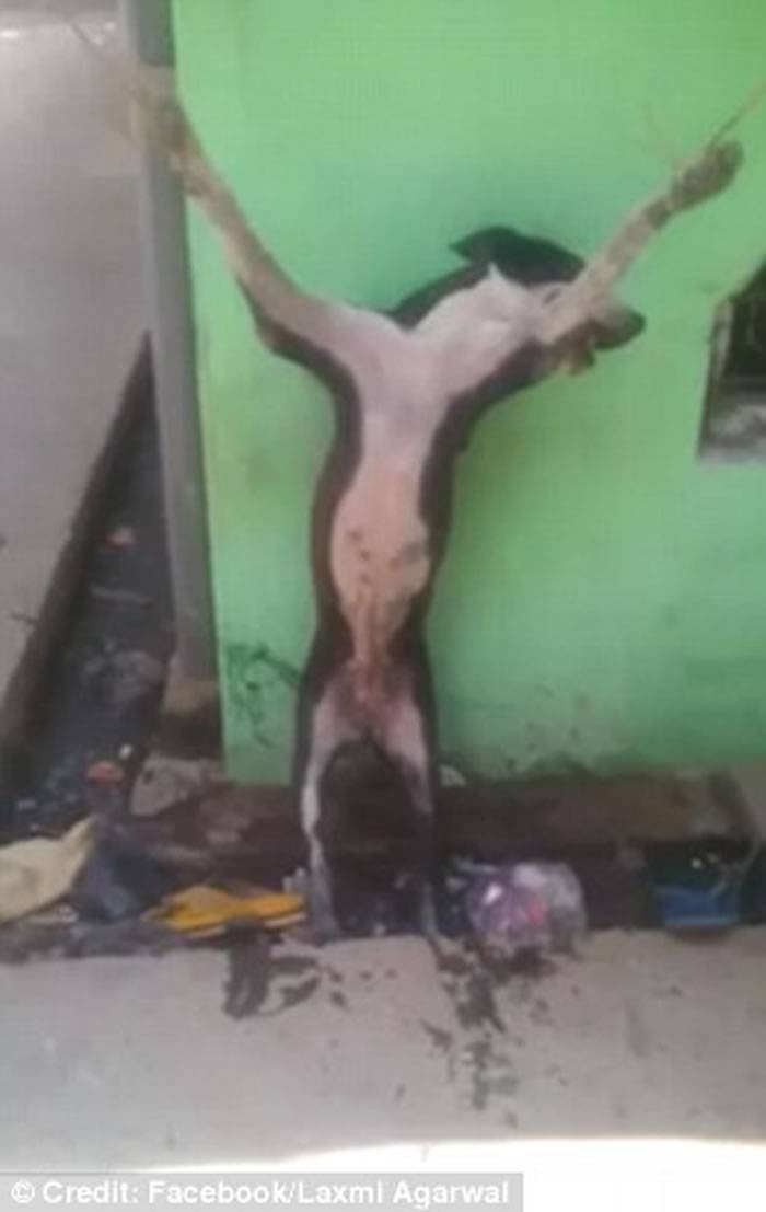 网上疯传视频显示暴徒将狗钉在十字架上拷打虐待