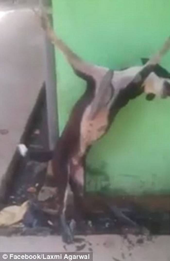 网上疯传视频显示暴徒将狗钉在十字架上拷打虐待