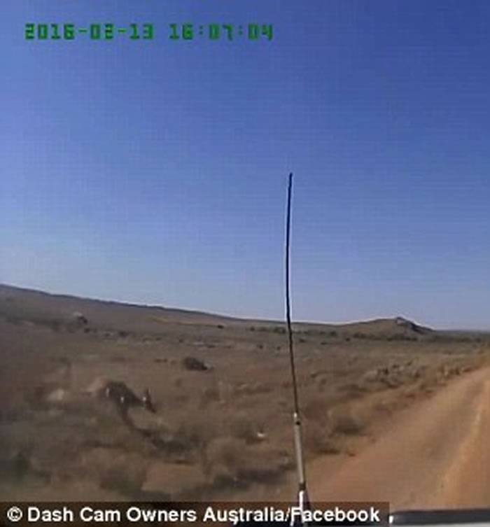行车记录仪拍到澳大利亚一只袋鼠在横穿马路时险与越野车相撞