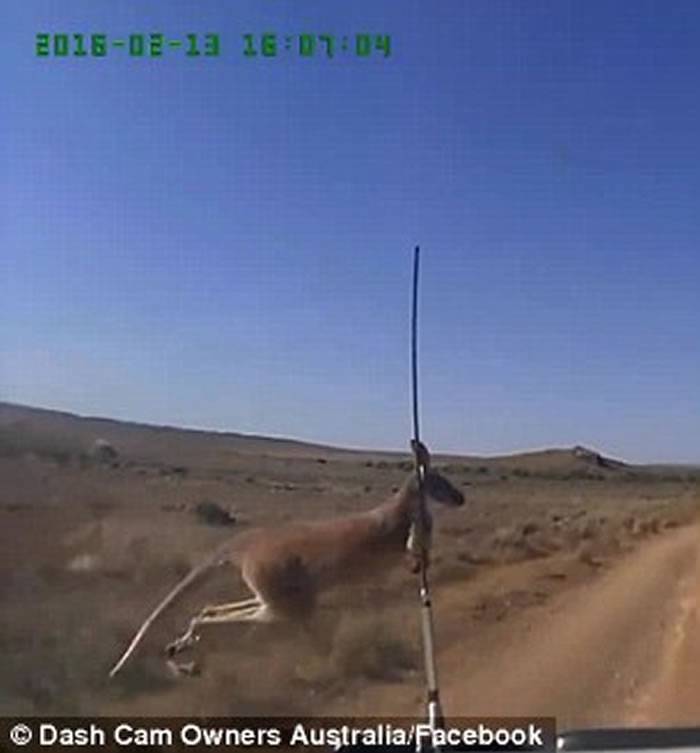 行车记录仪拍到澳大利亚一只袋鼠在横穿马路时险与越野车相撞