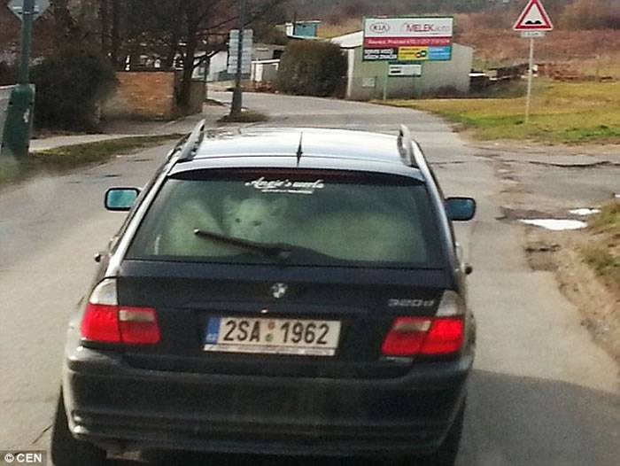 捷克首都布拉格郊区一辆宝马车后座上趴着2只白色狮子