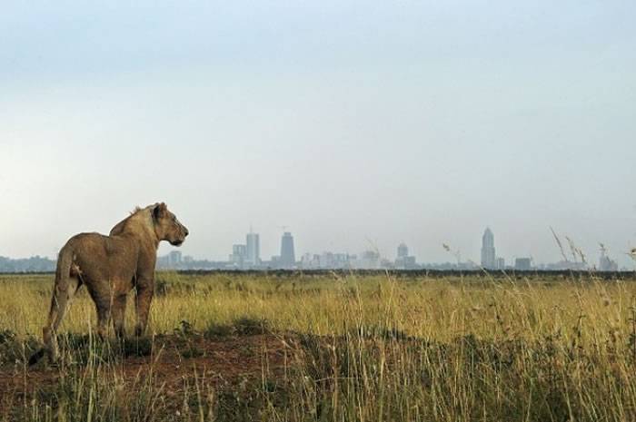 6只狮子从肯尼亚内罗毕国家公园中逃跑 在附近居民区漫步