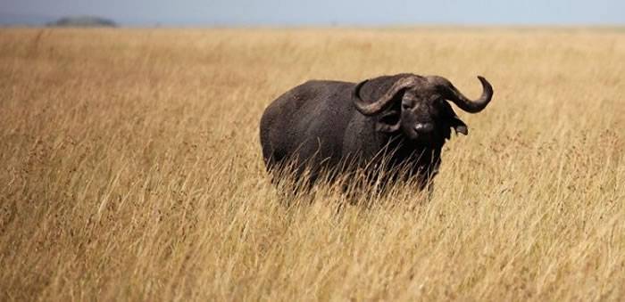 全球最贵非洲水牛“地平线”(Horizon)价值7200万元
