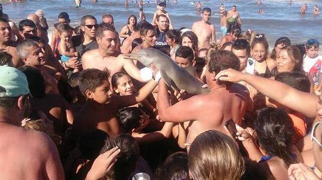 阿根廷海滩游客抢拍照导致拉普拉塔河豚惨死？拍摄照片的网友出面反驳：它早死了