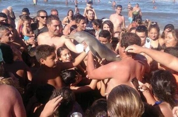 阿根廷海滩游客抢拍照导致拉普拉塔河豚惨死？拍摄照片的网友出面反驳：它早死了