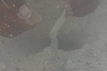 澳洲圣诞岛渔民徒手捉濑尿虾