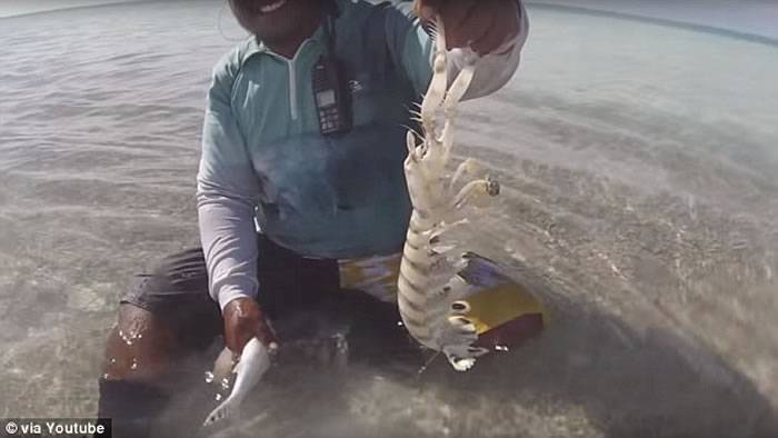 澳洲圣诞岛渔民徒手捉濑尿虾