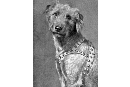 二战期间纳粹德国为何要教1000只狗说人话?