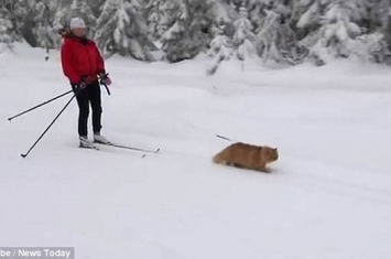 挪威宠物猫Jesper雪地充当雪橇犬拉雪橇