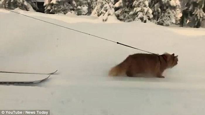 挪威宠物猫Jesper雪地充当雪橇犬拉雪橇