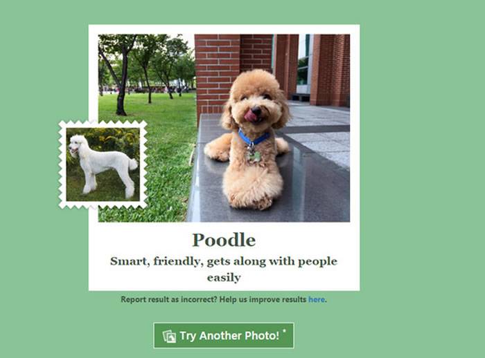 微软推出“什么狗”(What-Dog.net)网站 透过照片中人物或动物表情来判断狗品种