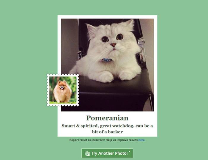 微软推出“什么狗”(What-Dog.net)网站 透过照片中人物或动物表情来判断狗品种