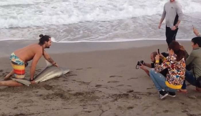 美国佛罗里达州棕榈滩小黑鳍鲨搁浅 被游客强拖上岸压着拍照